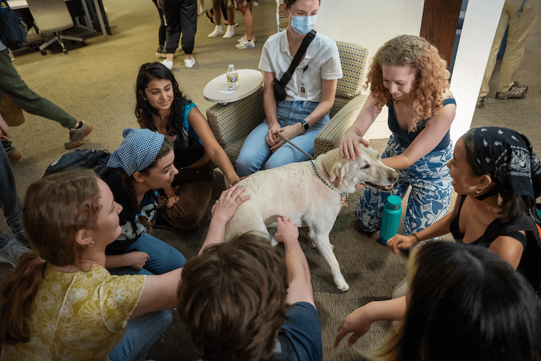 Therapy dog receiving pets from Rice students