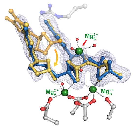 crystallography study of the enzyme at Rice University uncovered the importance of a third metal ion that helps stabilize the process, ensuring accuracy. 