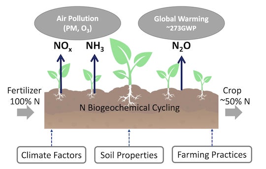 A study by Rice University environmental scientists analyzed the cost of reactive nitrogen emissions from fertilized agriculture and their risks to populations and climate. Nitrogen oxides (NOx) and ammonia (NH3) react to create air pollution in the form of particulate matter and ozone, while nitrous oxide (N2O) contributes to global warming and stratospheric ozone depletion. Illustration by Lina Luo