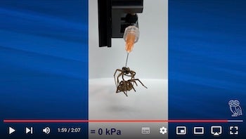 Video: Rice University engineers find they can manipulate the legs of dead spiders to serve as grippers. 