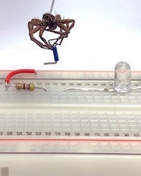 Spider breaking circuit gif