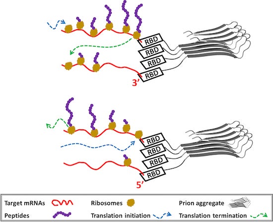 Rice University scientists found the organized structure of mRNA/prion aggregates provides a new route to regulation of translation activity. At top, a CPEB protein binds to the 3’ (aka 3 prime) terminal of a target mRNA using an RNA-binding domain (RBD). The prion aggregate forms a translation assembly line in which ribosomes are efficiently recycled. After translation is complete, the ribosomes are released from the mRNA 3’ end and diffuse outwards to be recruited again by the 5’ ends at the outer layer of the assembly. At bottom, the structure of the mRNA and Rim4 aggregates displays the opposite polarity and represses translation. Rim4 RBD binds with the 5’ terminal of target mRNAs. (Credit: Illustration by Xinyu Gu/Rice University)