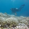Rice researcher Lauren Howe-Kerr scuba diving at a bleached coral reef in Moorea in March 2019