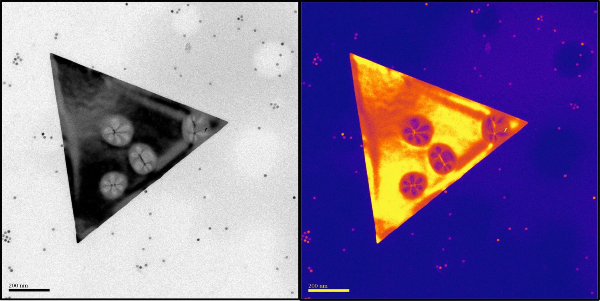 A transmission electron microscope image at left and a color map version at right highlights deformations in silver nanosheets laid over iron oxide nanospheres. Rice University scientists determined that van der Waals forces between the spheres and sheets are sufficient to distort the silver, opening defects in their crystalline lattices that could be used in optics or catalysis. Courtesy of The Jones Lab
