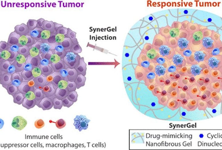 SynerGel, combines a pair of antitumor agents into a gel that can be injected directly into tumors, where they not only control the release of drugs but also remove suppressive immune cells from the tumor's microenvironment.