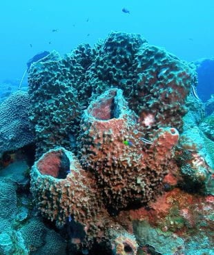 Giant barrel sponges, or Xestospongia muta, were studied by Rice University marine biologists investigating the impact of extreme storms on coral reefs of the Flower Garden Banks National Marine Sanctuary (Photo courtesy of NOAA)
