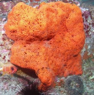 Orange elephant ear sponges, or Agelas clathrodes, were studied by Rice University marine biologists investigating the impact of extreme storms on coral reefs of the Flower Garden Banks National Marine Sanctuary (Photo courtesy of NOAA)