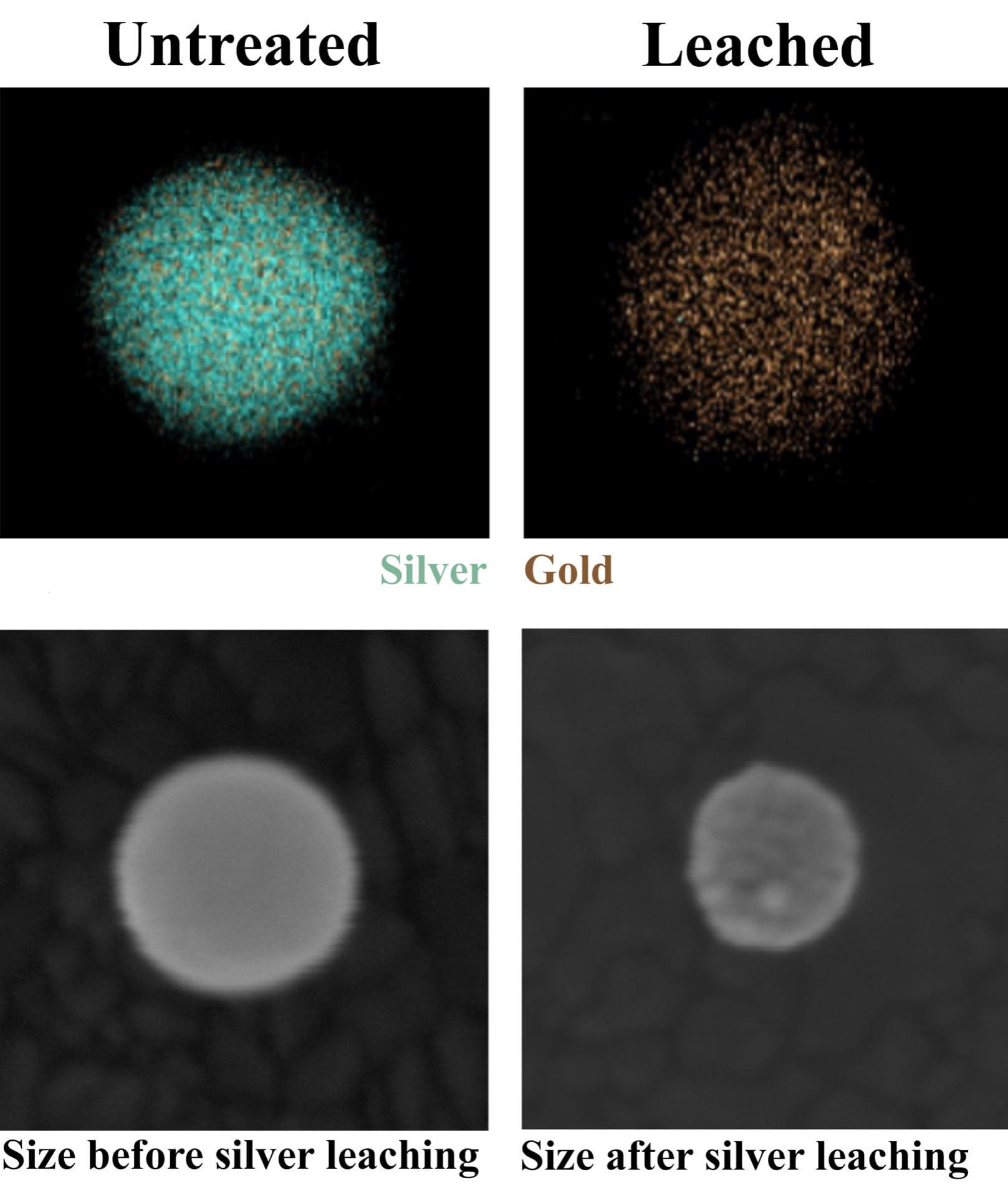 Chemists at Rice University and the University of Duisburg-Essen, Germany quantified the release of silver ions from gold-silver nanoparticle alloys. At top, transmission electron microscope images show the change in color as silver (in blue) leaches out of a nanoparticle over several hours, leaving gold atoms behind. The bottom hyperspectral images show how much a nanoparticle of silver and gold shrank over four hours as the silver leaches away. (Credit: Rice University)