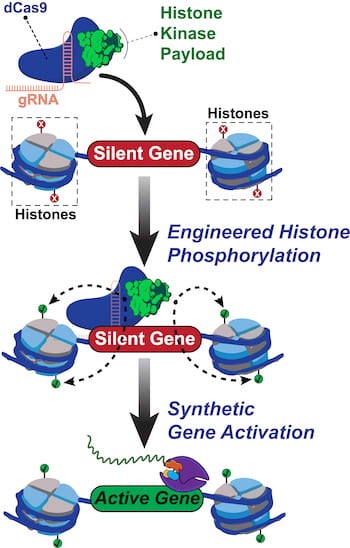 Rice University scientists built a new tool to engineer and understand how human genes are turned on. The team created a synthetic two-part protein based on dCas9 and a modified enzyme called dMSK1 to deliver chemical payloads at precise spots near human genes. The tool causes pinpoint changes to histone marks and with the help of other proteins, the activation of silent human genes. (Credit: Hilton Lab/Rice University)