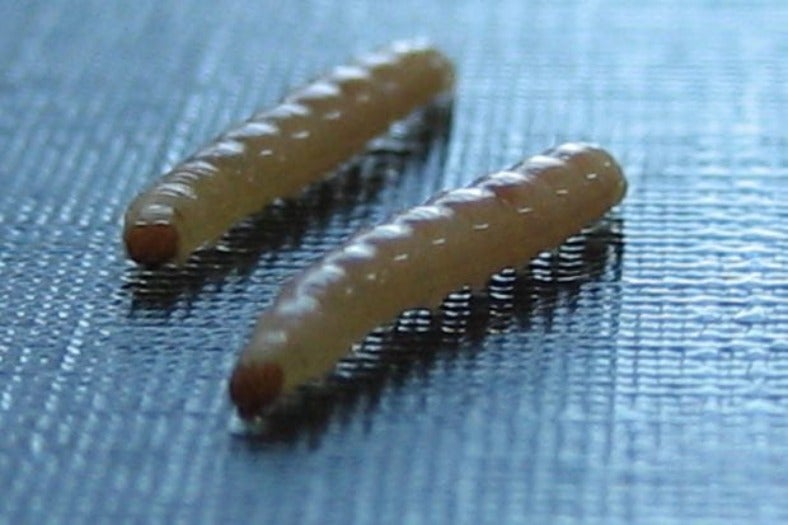 Cannibal Worms