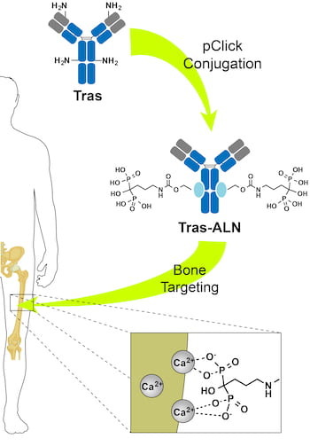 Scientists are using pClick conjugation to create therapeutic antibodies that target bone cancers. The conjugate incorporates bisphosphonate molecules that bind to the bone hydroxyapatite matrix. Courtesy of Baylor College of Medicine/Rice University