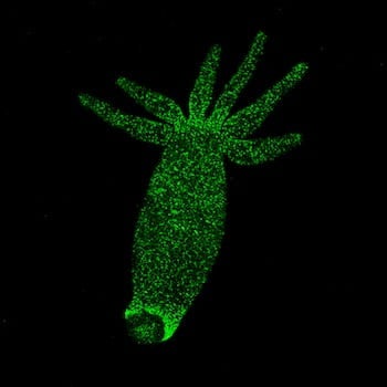 Freshwater Hydra vulgaris, this one modified with green fluorescent proteins, is the focus of a study at Rice University that aims to define the connections between neurons and muscles that drive programmed behaviors in living animals. (Credit: Kelly Kim/Robinson Lab/Rice University)