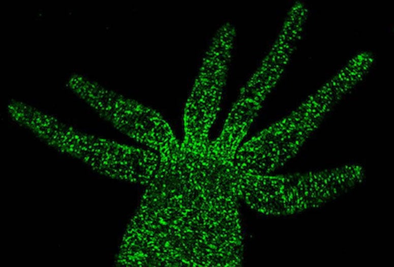 Freshwater Hydra vulgaris, this one modified with green fluorescent proteins, is the focus of a study at Rice University that aims to define the connections between neurons and muscles that drive programmed behaviors in living animals. (Credit: Robinson Lab/Rice University)