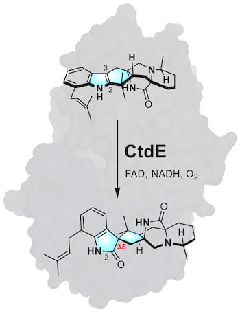 Rice University chemical and biomolecular engineers led the discovery of a new biocatalyst, CtdE, used in this illustration to construct an alkaloid with a critical 3S-spirooxindole framework, as seen in blue in the bottom molecule. Their study also provides deeper insight into the mechanism of stereoselective catalysis. FAD (flavin adenine dinucleotide) and NADH (nicotinamide adenine dinucleotide) are cofactors used in the reaction. (Credit: Illustration by Zhiwen Liu/Rice University)