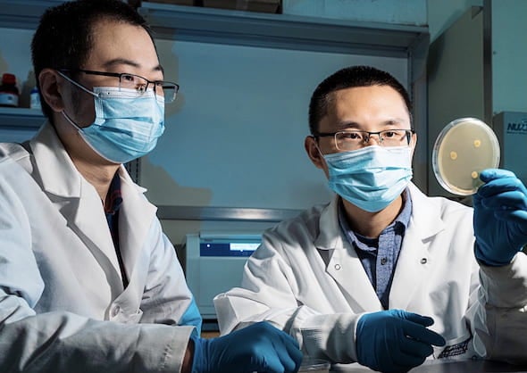 Rice postdoctoral researchers Fanglong Zhao, left, and Zhiwen Liu work with a marine fungus, Penicillium citrinum, from which they isolated an enzyme that could simplify the development and manufacture of drugs. Photo byJeff Fitlow