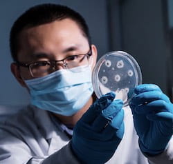 Rice University postdoctoral researcher Zhiwen Liu shows a marine fungus, Penicillium citrinum, the source of a catalytic enzyme that could simplify the development and manufacture of drugs. (Credit: Jeff Fitlow/Rice University)