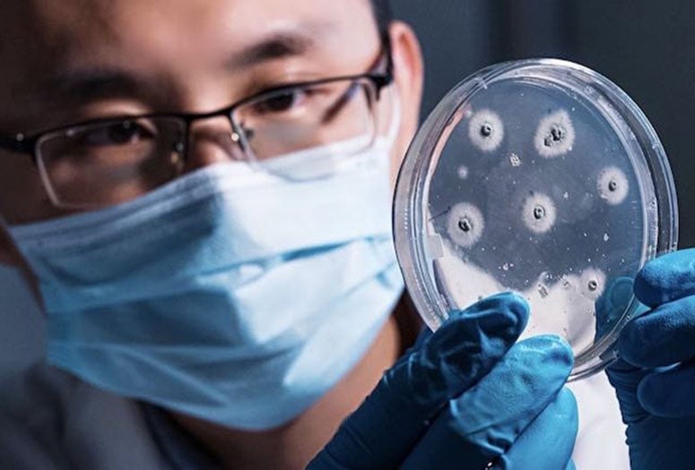 Rice University postdoctoral researcher Zhiwen Liu shows a marine fungus, Penicillium citrinum, the source of a catalytic enzyme that could simplify the development and manufacture of drugs. (Credit: Jeff Fitlow/Rice University)