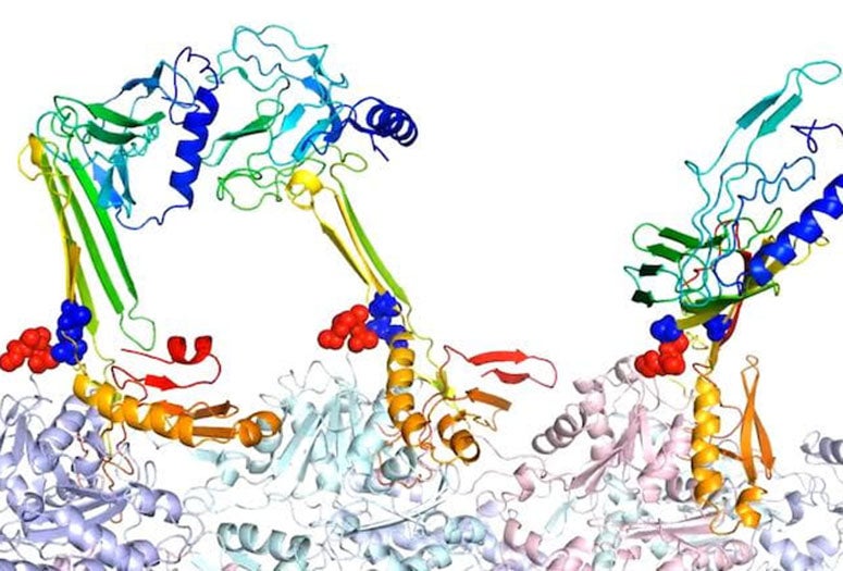 Scientists at Rice University and the University of Texas Health Science Center at Houston (UTHealth) uncovered new clues in the protein CPEB3 as part of their dogged pursuit of the mechanism that allows humans to have long-term memories. Researchers at Rice University modeled the binding structures of actin and associated proteins they believe are responsible for the formation of longterm memory. Here, the beta hairpin form of zipper sequence is a potential core for the formation of intramolecular beta she
