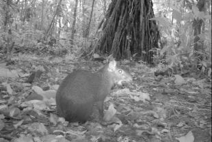 An agouti photographed in Braulio Carrillo National Park, Costa Rica, by a Tropical Ecology Assessment and Monitoring (TEAM) Network camera trap. (Photo courtesy of the TEAM Network)