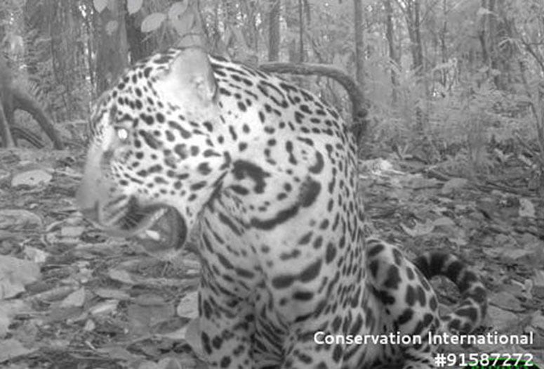 Camera trap photo of a jaguar in Costa Rica's Braulio Carrillo National Park