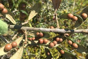 Dozens of smooth, round Belonocnema treatae galls dot the underside of leaves on a live oak tree. The wasps lay a mixture of venom and proteins alongside their eggs to coax the trees to form the tumor-like nurseries where the wasp larvae mature. (Image courtesy of Scott Egan/Rice University)