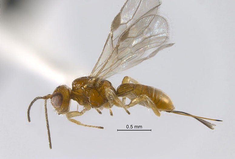 Allorhogas gallifolia is a new species of wasp discovered in live oak trees at Rice University