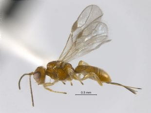 Allorhogas gallifolia is a new species of wasp discovered in live oak trees at Rice University. First collected in 2014 by students in the lab of Rice evolutionary biologist Scott Egan, A. gallifolia is one of four new wasp species described in a study this month by Egan and collaborators Ernesto Samacá-Sáenz and Alejandro Zaldívar-Riverón at the National Autonomous University of Mexico in Mexico City. (Photo courtesy of Ernesto Samacá-Sáenz/UNAM)