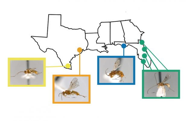 More than 50 species of wasps in genus Allorhogas live in Central America, but only two species had been documented in the United States prior to the discovery of four new species described this month in a study by biologists from Rice University and the National Autonomous University of Mexico. The new species (left to right) are: Allorhogas belonocnema, discovered in McAllen, Texas; Allorhogas gallifolia, discovered at Rice University in Houston; Allorhogas bassettia, discovered in the Florida panhandle; 