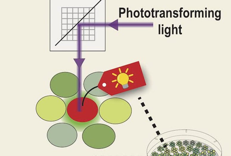 Researchers at Rice University and Baylor College of Medicine have developed a platform, SPOTlight, that speeds the sorting of cells while making the process more versatile. As a proof-of-concept, they created the most photostable yellow fluorescent protein yet. (Credit: Illustration by Jihwan Lee/Rice University)