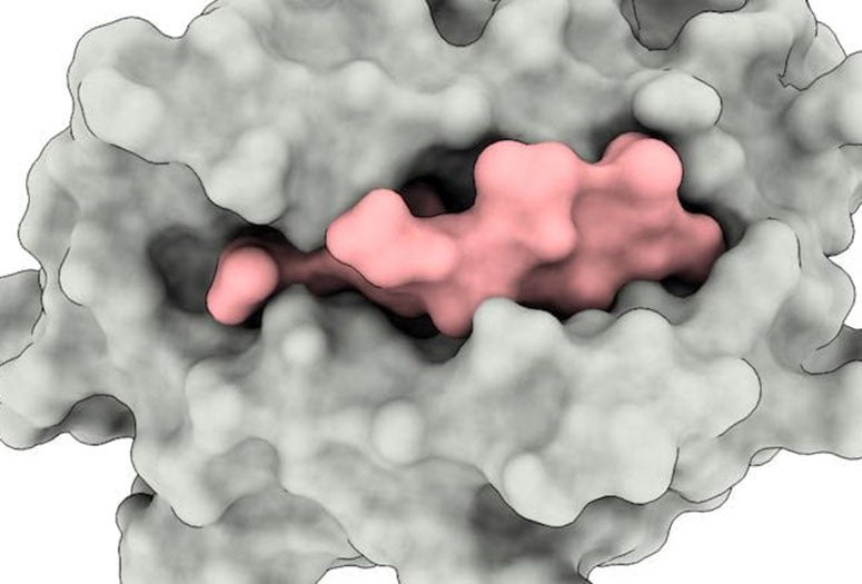An illustration shows a major histocompatibility (grey) protein encompassing a peptide drawn from a SARS-CoV virus (pink). The complex helps trigger the activation of T cells that are part of the immune system. Rice University researchers discovered a non-anchor binding residue in the peptide that could both contribute to binding and to the T-cell activation needed to defeat the virus. (Credit: Kavraki Lab/Rice University)