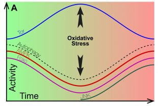 Graph  illustrating oxidative stress activity over time