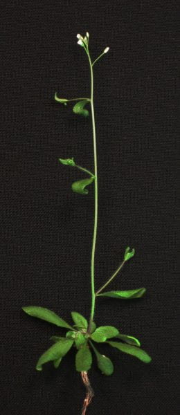 Arabidopsis thaliana (Photo courtesy of Bonnie Bartel/Rice University)