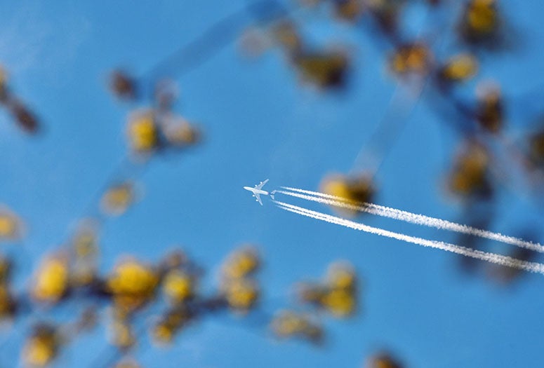 Airplane on clear blue sky through tree branches