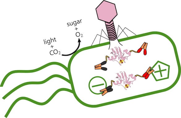 Rice scientists are analyzing the role of ferredoxin proteins produced when viral phages alter electron transfer in ocean-dwelling, photosynthetic bacteria that produce oxygen and store carbon. When the virus (pink) infects the bacteria, it produces a ferredoxin protein that hooks into the bacteria’s existing electrical structure and alters its metabolism. Illustration by Ian Campbell
