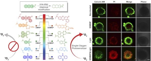 The design of thio-based photosensitizers, at left, by Rice University chemists shows promise for photodynamic cancer therapy, among other applications. One thiocarbonyl substitution -- trading an oxygen atom for a sulfur atom -- of a variety of fluorophores can dramatically enhance their ability to generate reactive oxygen species that kill cancer cells. At right, images of multicellular tumor spheroids treated with photosensitizers and light (in the bottom row) show how the compounds, when excited by ligh