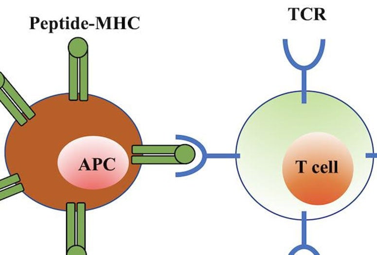 Rice University scientists’ simple model of T cell activation of the immune response shows the T cell binding, via a receptor (TCR) to an antigen-presenting cell (APC). If an invader is identified as such, the response is activated, but only if the “relaxation” time of the binding is long enough. (Credit: Hamid Teimouri/Rice University)