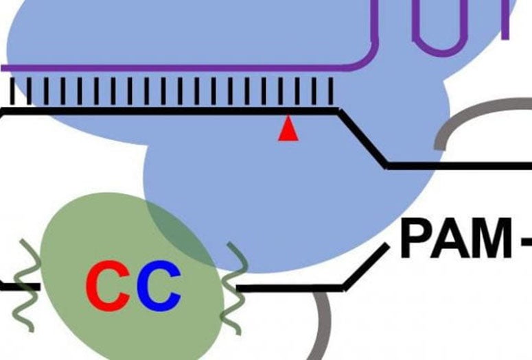 Diagram illustrating how a C-worthy technique that dramatically enhances the accuracy of gene editing.