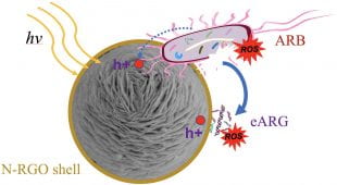 schematic depicting antibacterial action of graphine oxide-wrapped nanospheres