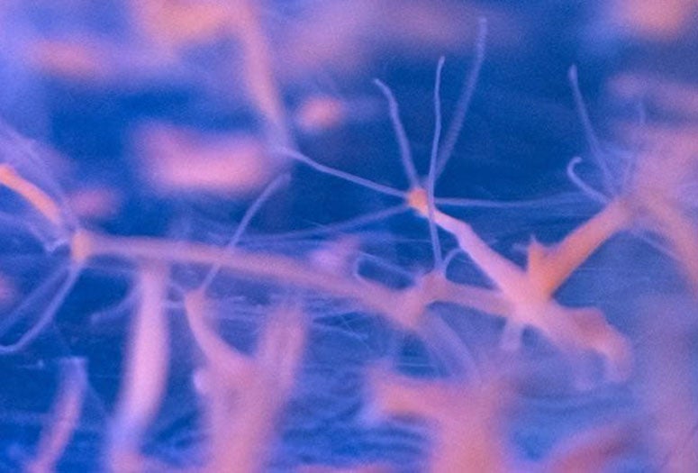 jellyfish-like, freshwater hydra