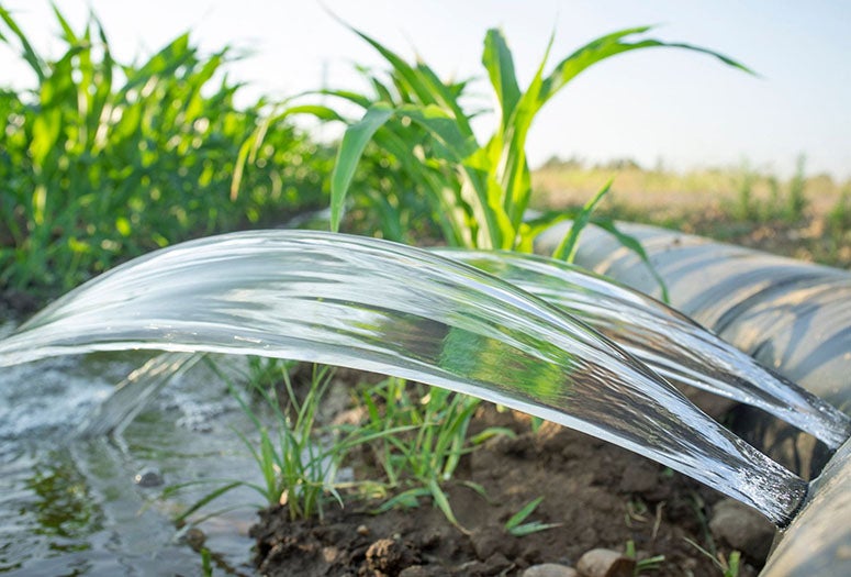 Lay-flat irrigation tube system for leveled-to-grade cornfield,