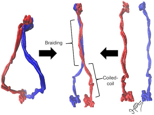 This illustration by Rice University scientists demonstrates that cohesin exists as an ensemble of braided structures (middle). Cohesin is a member of a family of proteins that have an important role in DNA organization, but little is known about the mechanism of DNA operation. Braiding of coiled coil regions was achieved in Rice’s computational models using both the initial ring-shaped complex (right) or by applying torque to separated protein members (left). Protein members are shown in blue and red. Illu