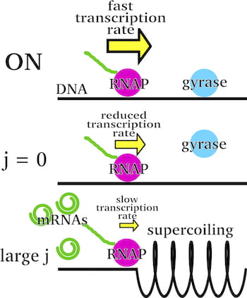 Models by Rice University chemists calculate the chemical and mechanical energies involved in “bursty” RNA production in cells. Their models show how RNA polymerases create supercoils of DNA that allow production of RNA that goes on to produce proteins. Illustration by Alena Klindziuk