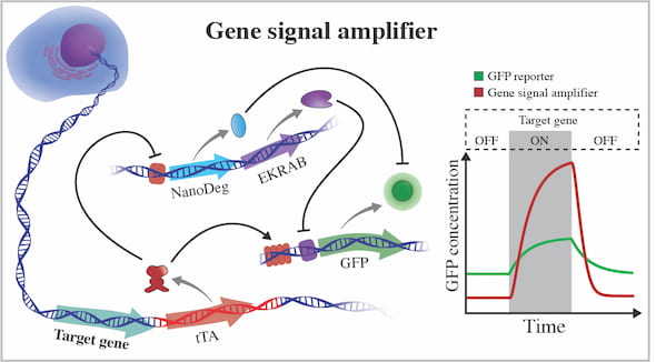 The gene signal amplifier developed by bioscientists at Rice excels at detecting the expression of target genes and can also be used to detect potentially any cellular gene. The amplifier is linked to a cell’s chromosome and directly reports on the activity of a gene by expressing fluorescent proteins (GFP). When the gene is not active, the amplifier expresses negative regulators that quench GFP by operating at different hierarchical levels of cellular information flow. EKRAB is a transcriptional repressor 