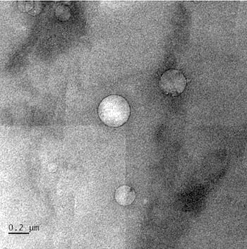 Low-salinity brine injected into crude oil forms nanoscale droplets that help separate oil from rock in reservoirs, according to Rice University engineers. The black ring around the droplets, seen in a cryogenic electron microscope image, is asphaltene. Image by Wenhua Guo