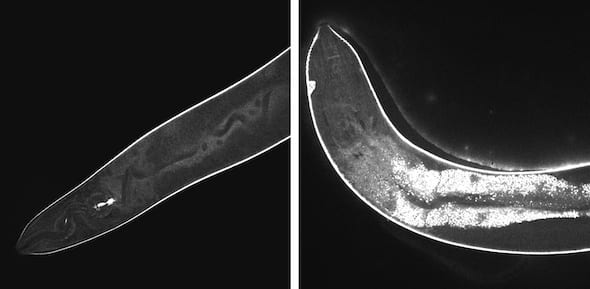 High-resolution confocal images show the effects of light-activated molecular drills on cells inside a worm. Before activation, at left, the injected drills remain dark. At right, after 15 minutes of exposure to light, fluorescent signals show widespread damage in the transparent nematodes. The drills developed at Rice University are intended to target drug-resistant bacteria, cancer and other disease-causing cells and destroy them without damaging adjacent healthy cells. Image by Thushara Galbadage/Biola U