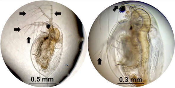 Daphnia, a species of plankton, were exposed to molecular machines developed at Rice University in lab experiments to determine the effects of the microscopic drills on tissue. At left is a healthy plankton with all of its appendages. At right, the daphnia has only two of its appendages after 10 minutes of exposure to light-activated nanomachines. The drills are intended to target drug-resistant bacteria, cancer and other disease-causing cells and destroy them without damaging adjacent healthy cells. Images
