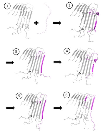 A sequence from computational models produced at Rice University shows how an amyloid beta peptide (magenta) docks and locks to an amyloid fibril. Simulations revealed the intermediate conformations in steps 2 through 5, indications of frustration in binding that may present new opportunities for treatment. (Credit: Illustration by Kaitlin Knapp/Rice University)