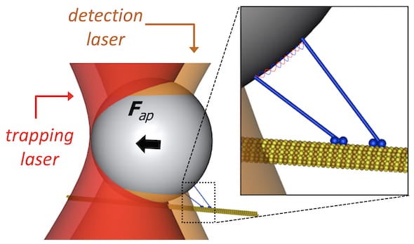 An illustration shows how optical trapping could be used to investigate collective, force-generating properties in a complex of motor molecules. A National Science Foundation grant to Rice University to acquire an optical tweezer will advance researchers’ investigation of biological and inorganic molecules. Courtesy of the Diehl Lab