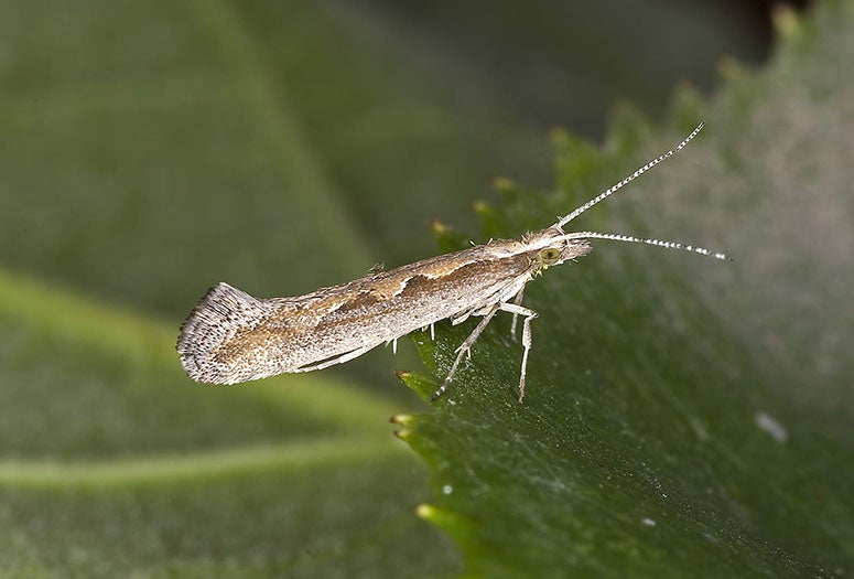 Diamondback moth (This work, "Plutella.xylostella.7383," by of Olaf Leillinger is used and provided under CC BY SA 2.5 courtesy of Wikimedia Commons)