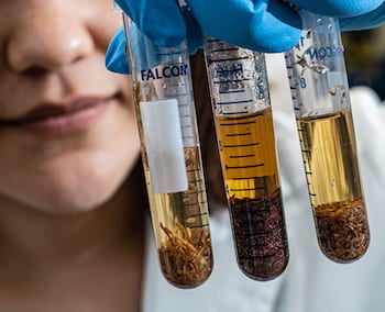 Rice graduate student Ilenne Del Valle holds samples of soil with various concentrations of organic carbon and proteins produced by plants that regulate the acquisition of nutrients and pest control. Photo by Jeff Fitlow